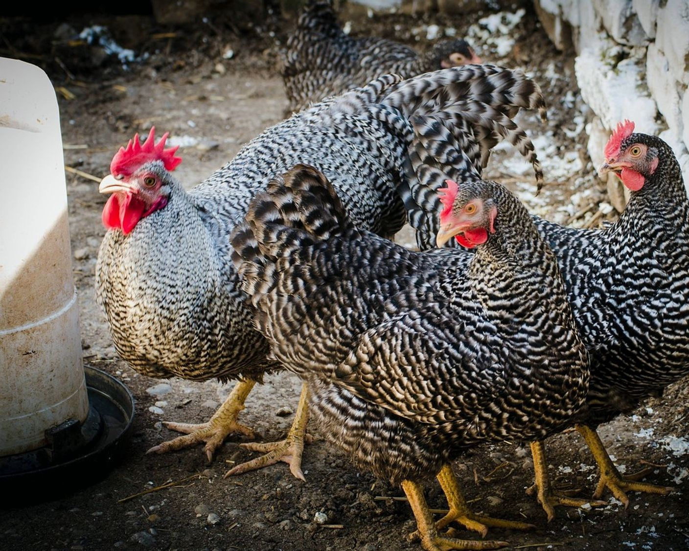 Fresh eggs from our farm