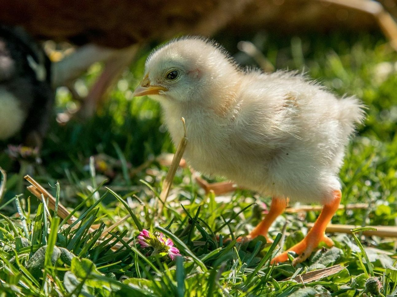 How morning delivery keeps eggs cold